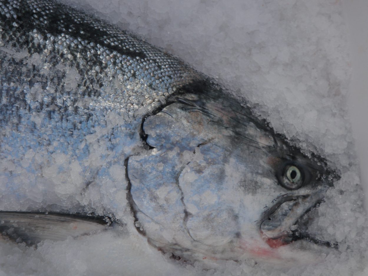 Petersburg Salmon Derby on tap
