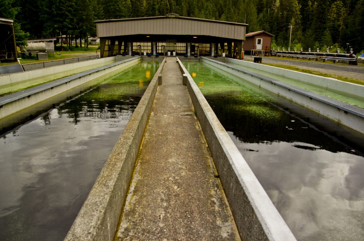 Warmer waters do well unto this year’s hatchery salmon