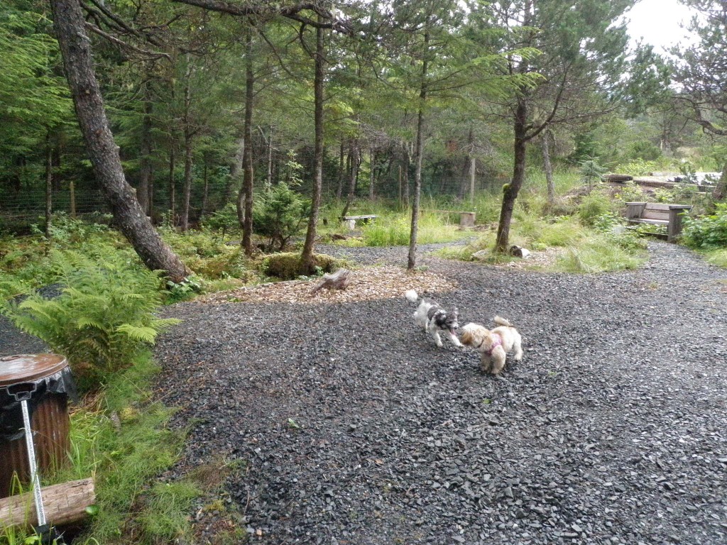 Lil' dogs romp at new dog park