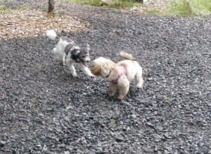 Lil' dogs romp at new dog park
