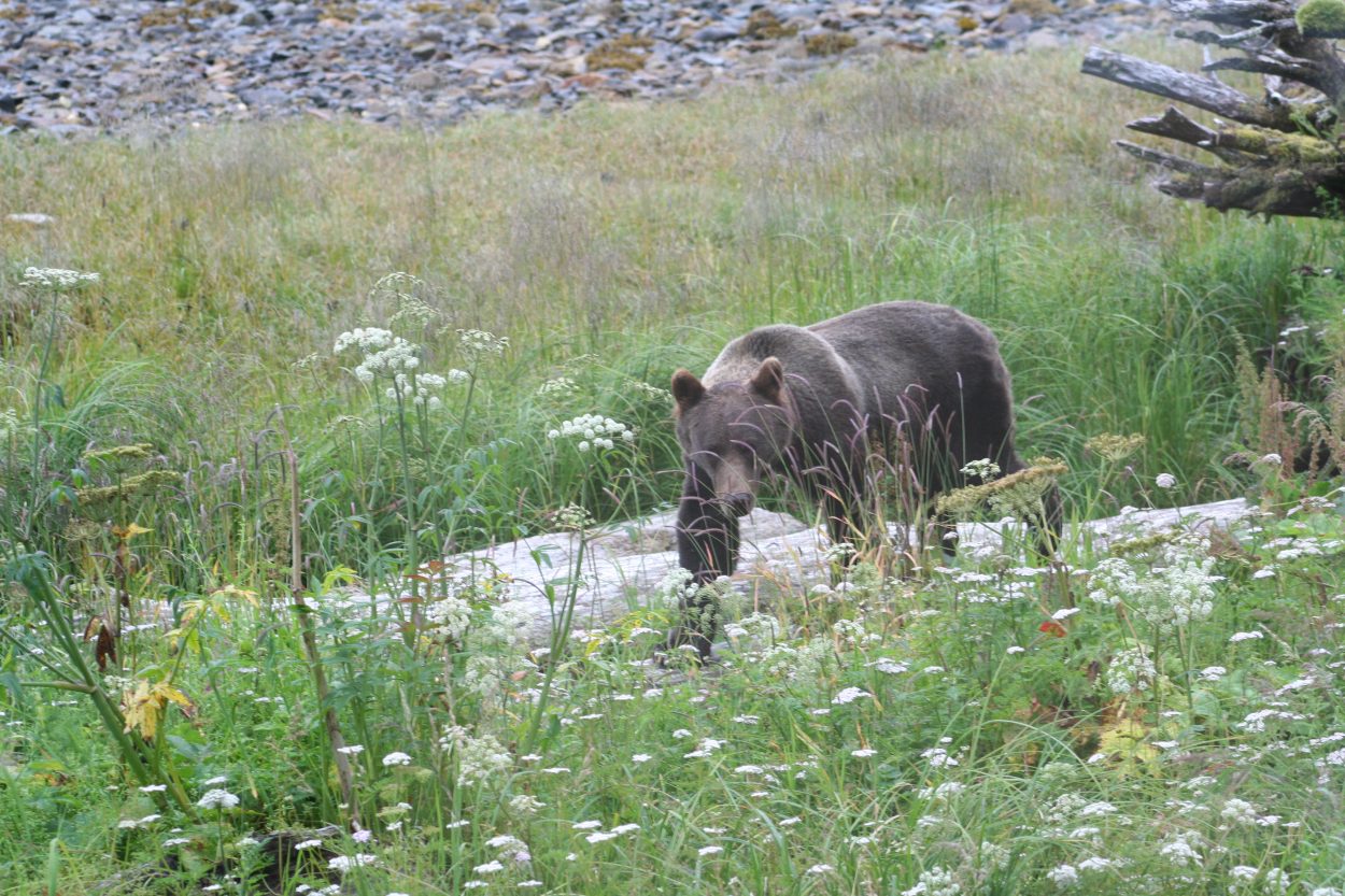 Brown bear, wolf encounters in and near Petersburg this summer