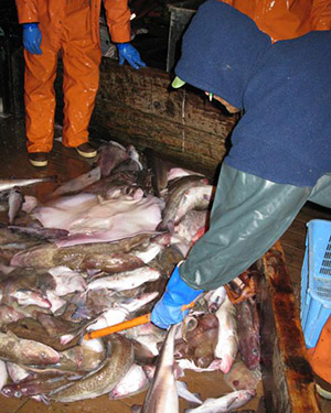 Small boats, halibut fleet now in groundfish observer program