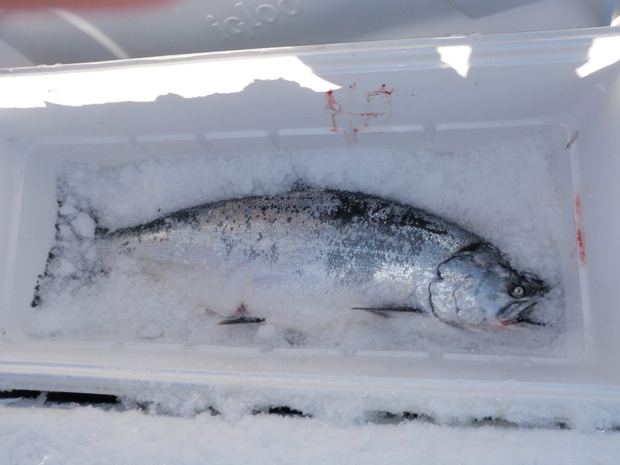 Low forecasts for two Southeast king salmon runs