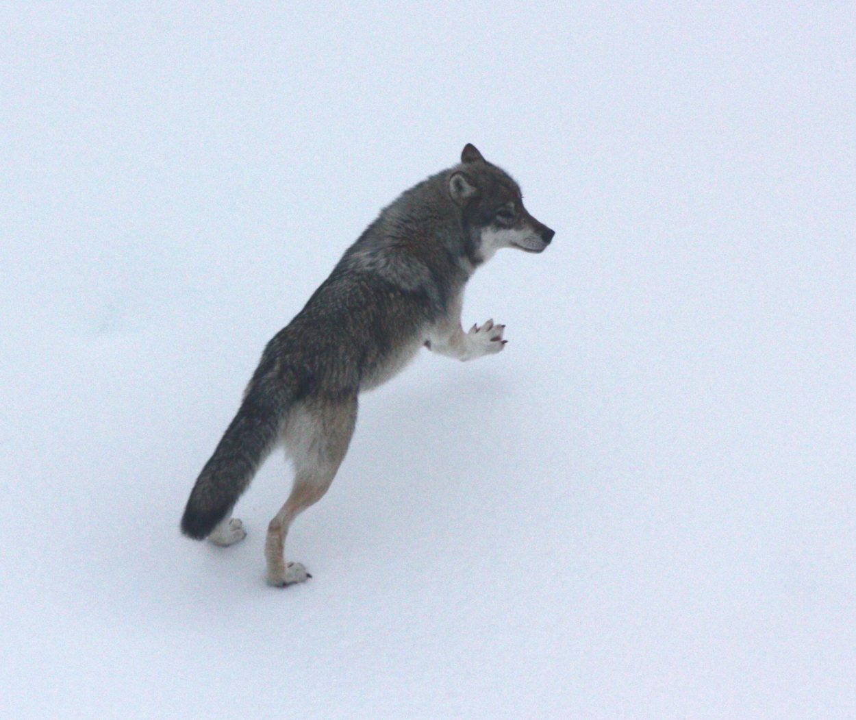 State looks at Southeast Alaska wolf control programs
