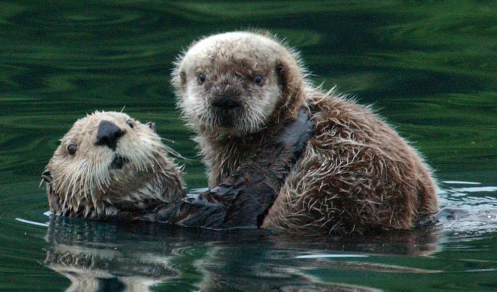 Draft SE otter population assessment out