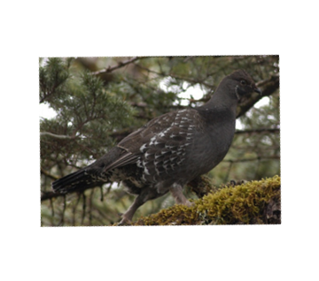 Grouse and ptarmigan wing, tail samples needed
