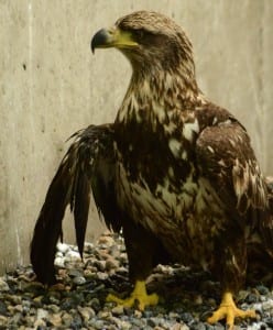 EAGLE