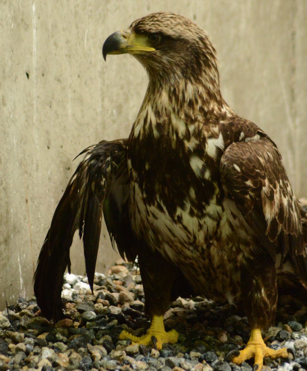 Rescued Petersburg eagle recovering