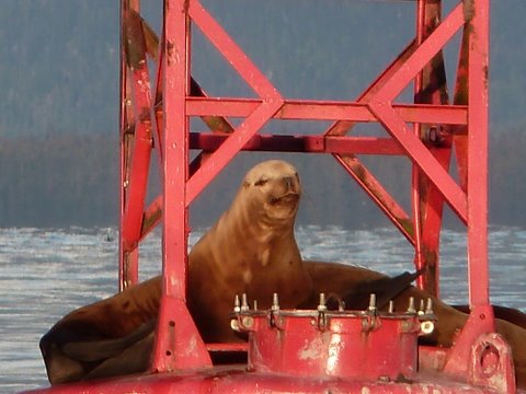 Residents report another close call with sea lion