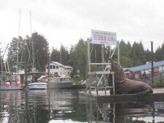 Sea Lion in harbor by Brad Hunter