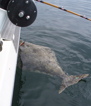 Collaborative effort aims for gentler halibut releasing