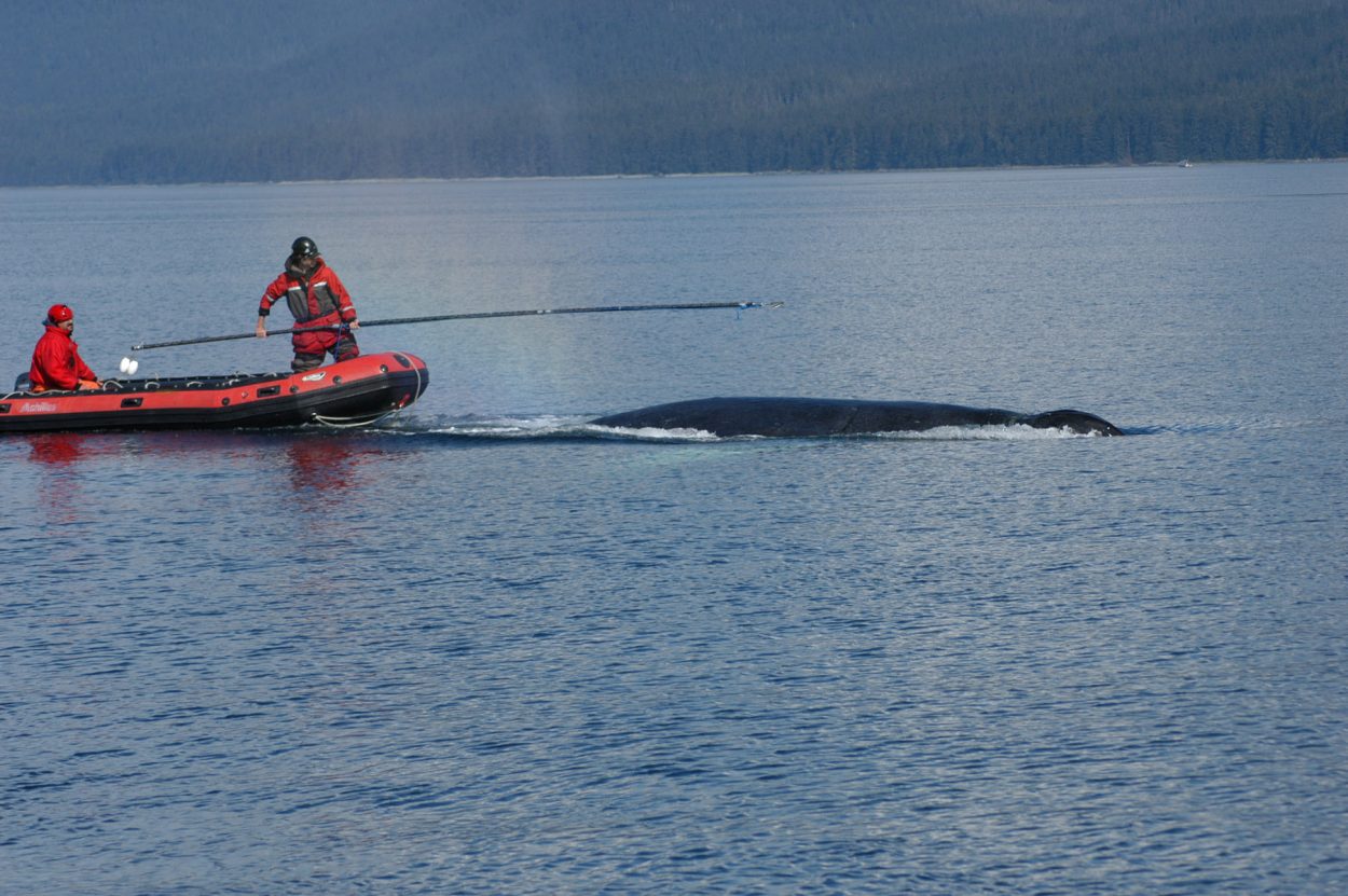 NOAA ends whale disentanglement effort, says whale appears “robust”