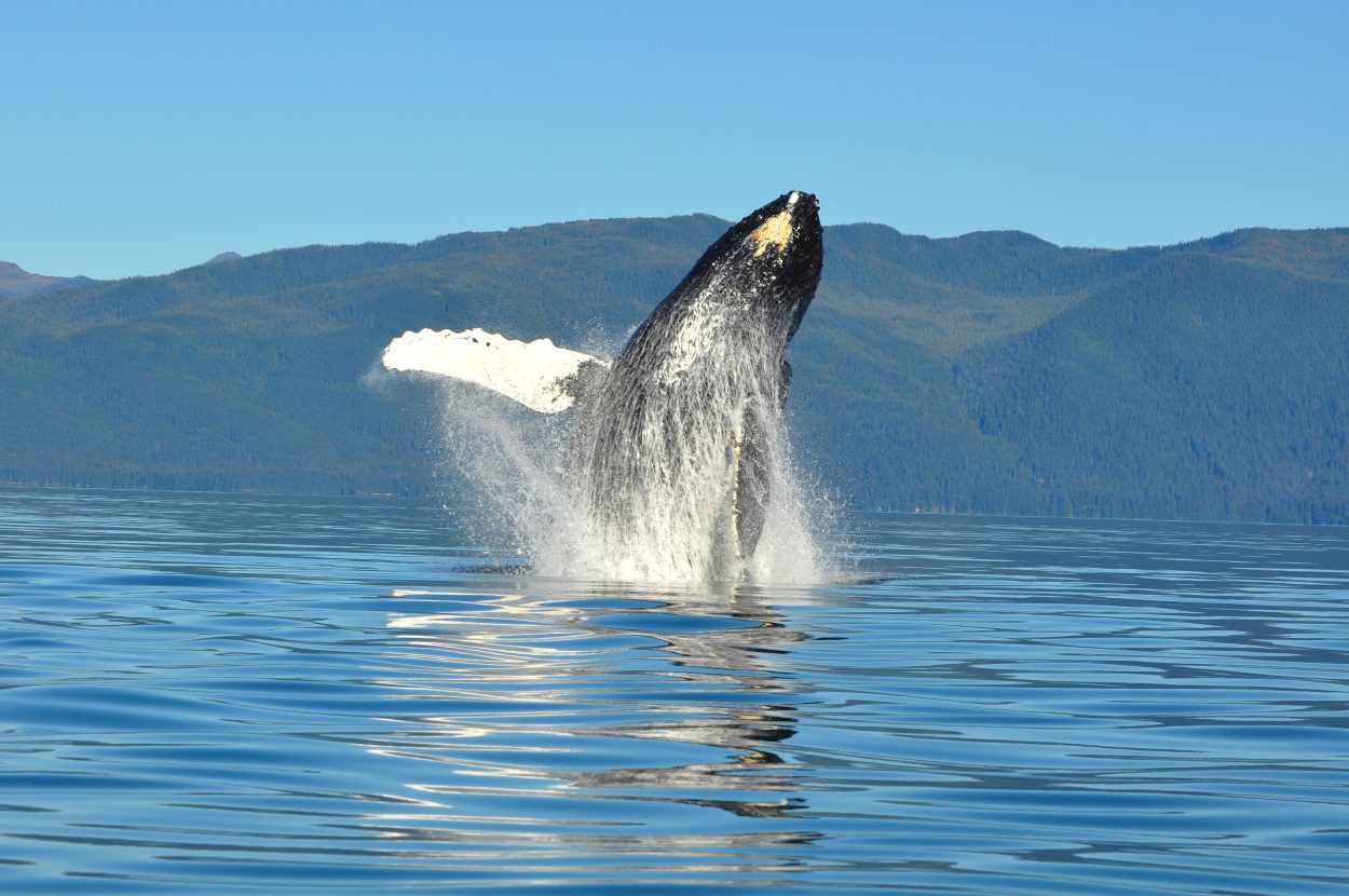 Thriving humpback whale population continues to grow in Southeast