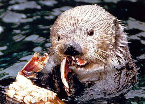 Multi-year otter study wrapping up