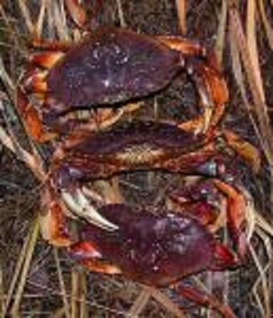 Southeast fall Dungeness crab catch improves