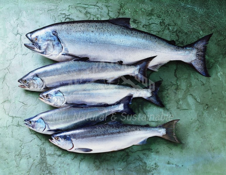Photos sought for Alaska seafood marketing
