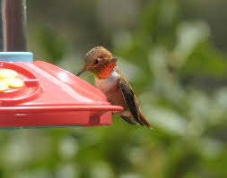 Hummingbirds are back – 1st report in Scow Bay
