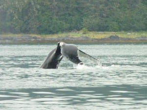 Humpback whale. Photo courtesy of Don Cornelius