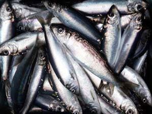 Pacific herring. Photo courtesy of ADF&G.