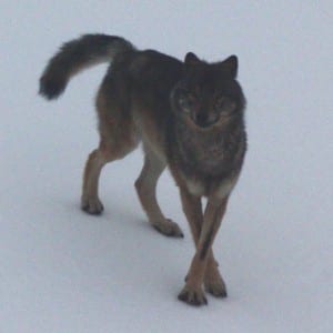 Photo courtesy of the Alaska Department of Fish and Game