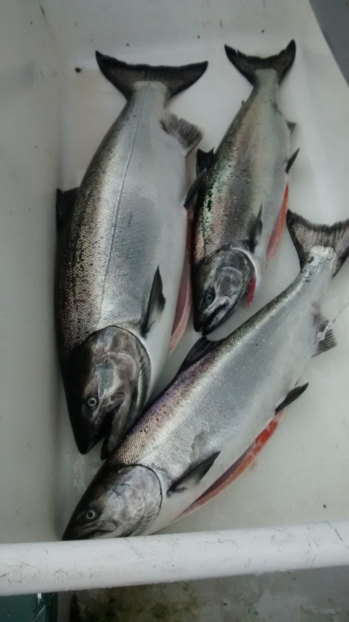 Southeast commercial troll fleet gets second shot at king salmon