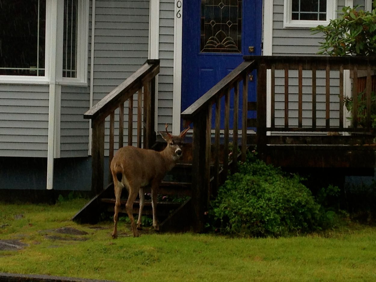 Deer populations near Petersburg continue to struggle