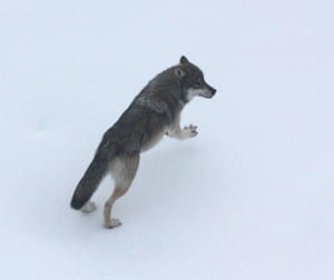Photo courtesy of the Alaska Department of Fish and Game