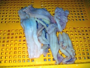 Processed sea cucumbers (File photo courtesy of ADF&G)