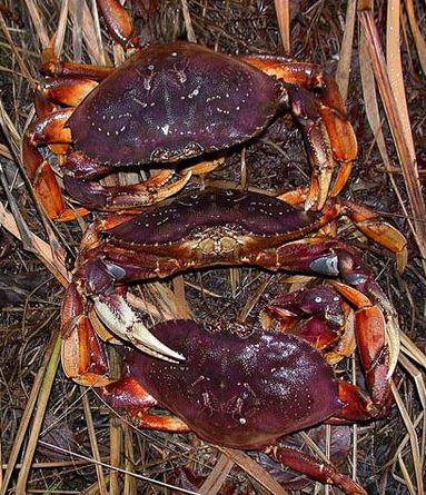 Dungy crab bring $15 million at the docks