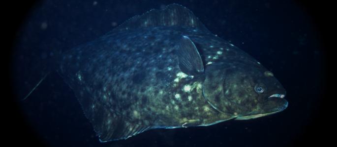 Small bump for SE, central Gulf halibut catch possible for 2015