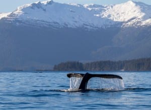 Photo by Craig Hayslip courtesy of the Oregon State University Marine Mammal Institute