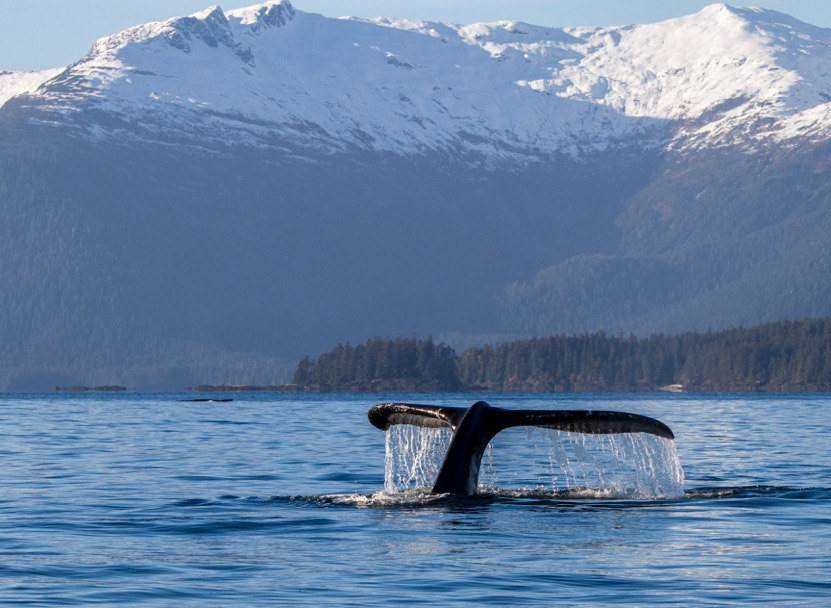 Researchers tag whales in Alaska ahead of annual migration