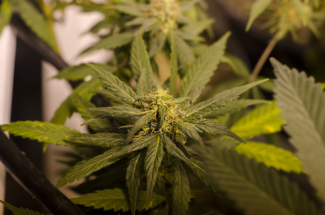 Photo from flickr/Creative Commons/Brett Levin/LEGAL Colorado marijuana grow