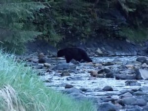 black bear