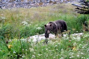 This brown bear was photographed at Frederick Point east of downtown Petersburg in 2012. (Submitted photo)