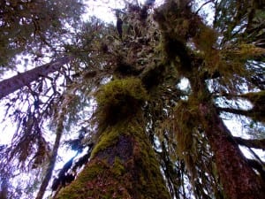 looking up forest trees-Denning