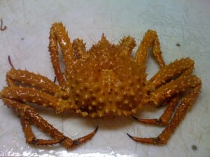 Golden King Crab