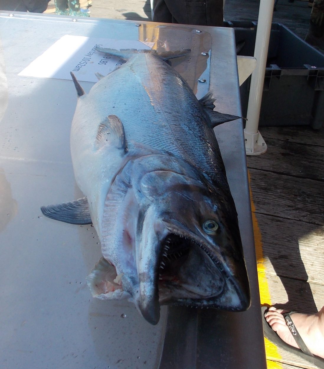 Petersburg salmon derby totals 364 kings