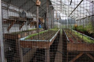 A greenhouse at Farragut Farm on the mainland north of Petersburg (KFSK file photo)