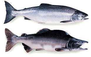 Pink salmon catches remain below average