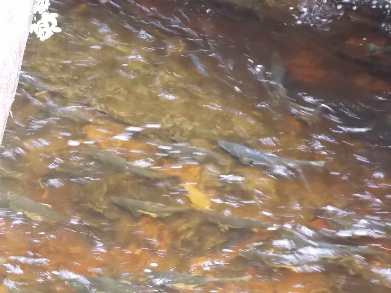 A record-setting run of pink salmon flooded into Southeast Alaska creeks in the summer of 2013.