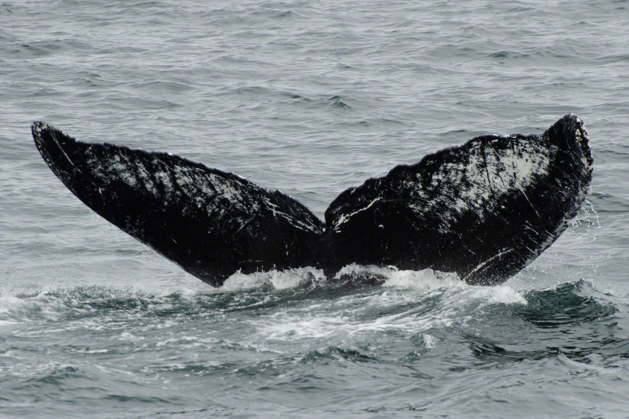 Humpback resighting record coincides with debate over delisting