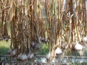 Harvested garlic at Farragut Farm.(Joe Sykes)