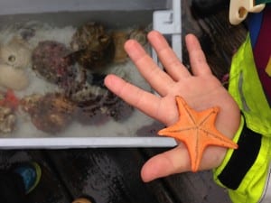 This small sea star was one of dozens of species shared at the Diving for Science event. Photo/Angela Denning 