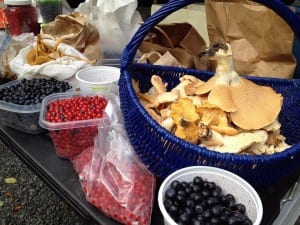 These blueberries, cranberries and mushrooms were gathered this month along the Stikine River. Photo/Orin Pierson
