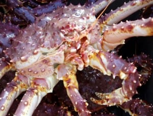 State managers are trying to grow the Red King crab population in Southeast. Photo/ADF&G
