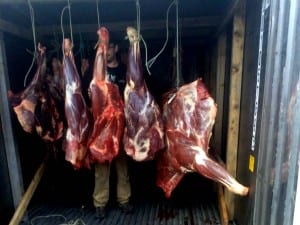 Legal moose quarters hang after the hunt. Photo courtesy of Peter White
