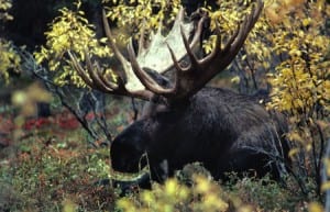 Alaska bull moose. Photo/ADF&G