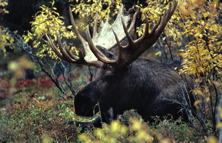 High moose harvest expected in Petersburg-Wrangell area