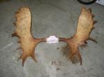A legal moose antler configuration with two brow tines on one side and three tines on the other (file photo courtesy ADF&G)